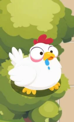 Itinerario del pollo
